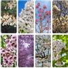 Generic Semi di paulownia di balcone da giardino esotici riverdimento tetti resistenti 400pcs