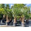 Sunny Tree Trachycarpus Fortunei Palma a ventaglio cinese, 140-160 cm, altezza del tronco 30-35 cm, resistente fino a -18°C, vaso Ø 33 cm