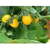 GHINO DI TACCO SEMI POMODORO DATTERINO 3 VARIETA' -GIALLO-ROSSO-ORANGE STAR-CILIEGINO ARANCIO-