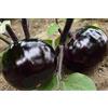 Generic (Lila *Ambizu*) Solanum melongena, Semi di Melanzane Tonde, Viola Melanzana, a Circa 30 Particelle