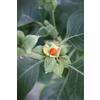 Generic Withania somnifera - ginseng indiano - ashwagandha - 20 semi-frais il primo a scrivere una critica