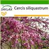 SAFLAX - Albero di Giuda - 60 semi - Con substrato - Cercis siliquastrum