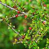 Generic Semi di cotoneaster - semi di come per gli ospiti Cotoneaster dammeri - copertura del terreno baumsamen giardino di arbusti biologici semi di rare 40pcs