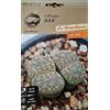Generico Piante Grasse Miste, Collezione Cactus Hortus Le Straordinarie, Semi (SEMI LITHOPS JULII CACTUS)