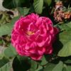 le Georgiche Vivai le Georgiche - Pianta vera di Rosa Rose de Rescht - vaso Ø 19 cm