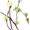 NingVong Fiori di Prugna secchi/composizioni Floreali Reali/Rami di Fiori secchi/Decorazione di Rami secchi/Circa 60 cm di Lunghezza-Verde Chiaro
