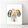 Aoyikai shop@ DIARQT Quadri Decorativi Anatomia dei reni Poster a Colori a Colori Immagine Stampa su Tela Decorazione Domestica Wall Art Stampe su Tela Pittura Camera da Letto Poster Pittura soggiorno-24x32inch