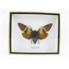 asiahouse24 Brown Wing Cicada Cicade (Angamiana floridula) - Cornice in Legno con Cornice, Motivo: Insetto Esotico in 3D