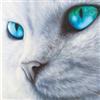 1art1 Gatti Poster Occhi Brillante Stampa d'Arte 70x70 cm