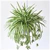 Shirfloral 5 confezioni di ragno artificiale in seta, Chlorophytum Comosum, pianta finta da appendere, per esterni, interni, casa, giardino, ufficio, decorazione