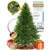 ArtiTree Albero di Natale artificiale [100% stampato a iniezione] - Nordman realistico con cima robusta | christmas tree di prima qualità con supporto in legno certificato FSC (180 cm, Senza illuminazione)