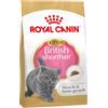 Royal Canin British Shorthair Kitten