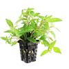 AquaPlants Staurogyne Porto Vehlo - 1 Mazzo - Piante Vive per Acquario