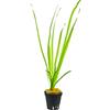 plantsfactory 3 Bunch Vallisneria nana