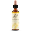 Schwabe Pharma Hornbeam Bach Orig 20 Ml