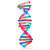 Hemobllo Modellino Dna Doppia Spirale in Abs Interattivo e Pratico per Didattica Scientifica Scolastica e Apprendimento Biologico Nelle Scuole Medie
