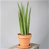 GardenersDream Sansevieria Cylindrica di Alta Qualità Lancia Africana Pianta da Appartamento 30-40 cm