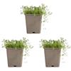 Bloomique - Set di 3 - Thymus Albiflorus - Timo strisciante - Resistente - Perenne - Tappezzante - Sempreverde - Altezza 10-20 cm - Vaso 9 cm