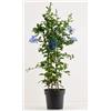 Zepre Piombaggine - Plumbago auriculata PIANTA VERA ALTA Terre di Romagna MADE IN ITALY COLORE AZZURRO DELIZIOSO
