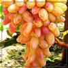 VJIDOSO Mix di uva da tavola, uva resistente al freddo, decorazione da giardino, uva da tavola, resistente perenne, ampia applicazione, fruttata, profumata. - 2 pezzi - A