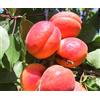 Generico Albero di Albicocco, Pianta da Frutta, Età 2-3 Anni, Altezza 130-150 cm (Orangered)