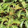 Generic 3x Vite del Canada 'Veitchii' 50-60 cm Vaso - Parthenocissus tricuspidata 'Veitchii' - Rampicante con colore autunnale rosso