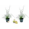 POWERS TO FLOWERS - JUNCUS SPIRALIS MINI IDEALE PER TERRARIUM, 2 PIANTE, piante vera