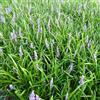 Generic 6x Liriope 'Big Blue' - Vaso 9x9 cm - pianta perenne coprisuolo fioritura viola giardino