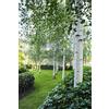 Vivaio di Castelletto Betulla bianca alba Betula pendula in vaso ø24 cm h oltre 2 metri Vivaio di Castelletto