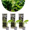 Bloomique - Set di 3 - Musa basjoo - Pianta di banano - Banana da giardino - Piante da giardino - Resistente al freddo - Alte 20-30 cm - Vaso da 10,5 cm