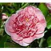 Vivaio Garden Forest Camelia Japonica "California" Vaso 18 cm H 90 cm - Arbusto Sempreverde a Fiori, Pianta Ornamentale da Giardino