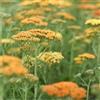 Generic 6x Achillea 'Terracotta' - Vaso 9x9 cm - achillea fioritura arancio terracotta giardino