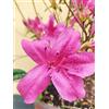 Vivai Piante Ferretti Azalea Fiore Viola Pianta Vaso 23 cm