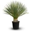 Générique Attitude Jardin - Yucca rostrata - pianta mediterranea - 70-80 cm - ⌀ 22 cm - pianta da esterno