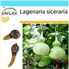 SAFLAX - Confezione regalo - zucca a bottiglia - 15 semi - Lagenaria siceraria