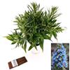POWERS TO FLOWERS - ECHIUM FASTUOSUM, ORGOGLIO DI MADEIRA OFFERTA ULTIMI 11 PEZZI!!!, vaso 22Cm diametro, pianta vera