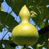 Generic Semi di Zucca Vogelhaus - Lagenaria siceraria - 7 halb - 7 halb