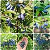 Generic Semi di Lonicera caerulea - da giardino frutteto resistenti per contenitori Semi di mirtillo siberiano selvatici 120pcs