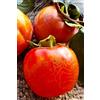 eGarden.store Pianta di Cachi o Kaki Albero di cachi o Kaki pianta vera di cachi pianta di cachi età 2 anni venduta da eGarden.store (Ragno)