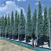 Vivaio di Castelletto Cipresso Cupressus arizonica fastigiata pianta esemplare in mastello ø40 cm h. 3.5/4 metri Vivaio di Castelletto