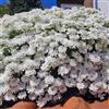 Generic Semi resistenti di Candytuft, balcone Ciuffo caramellato sempreverde, Iberis amara, giardino resistenti, campo esotici 500pcs