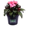 eGarden.store Pianta di Impatiens Nuova Guinea pianta da esterno pianta da fiore pianta ornamentale pianta vera di Impatiens Nuova Guinea venduta da eGarden.store (Rosa)