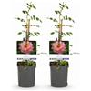 Plantenboetiek.nl Rosa rampicante - Rosa Salmon Queen - Fiore rosa chiaro - Bassa manutenzione - 2 piante - 30-40cm - Ø10cm - Pianta da giardino