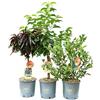 Vannucci Piante - SET di 3 PIANTE DA FRUTTO (CILIEGIO NANO + PESCO NANO + MIRTILLO), Piante vere, Piante da esterno, Piante da balcone