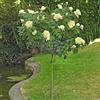 Generico AMDGarden Pianta Rosa Jeanne Moreau ® Meilland Bianca ad Alberello Vaso 24 cm Profumata h 120 cm Fiore Bianco