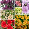 Generic alstroemeria - semi di balcone d'appartamento esotiche balcone, autunnale, di 150pcs
