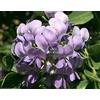 SVI Semi Sophora secundiflora Mountain Laurel Albero Mescal Bassa Maint Lavanda Blooms