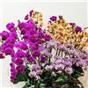 Generic semi di orchidee phalaenopsis - del giardino balcone da roccioso resistenti d'appartamento 100pcs