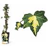 POWERS TO FLOWERS - HEDERA GOLDHEART, EDERA DA MURO, piante vere