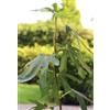 Generisch Ficus carica 'Brown Turkey' dolce fico autofruttante 40-60 cm resistente all'inverno